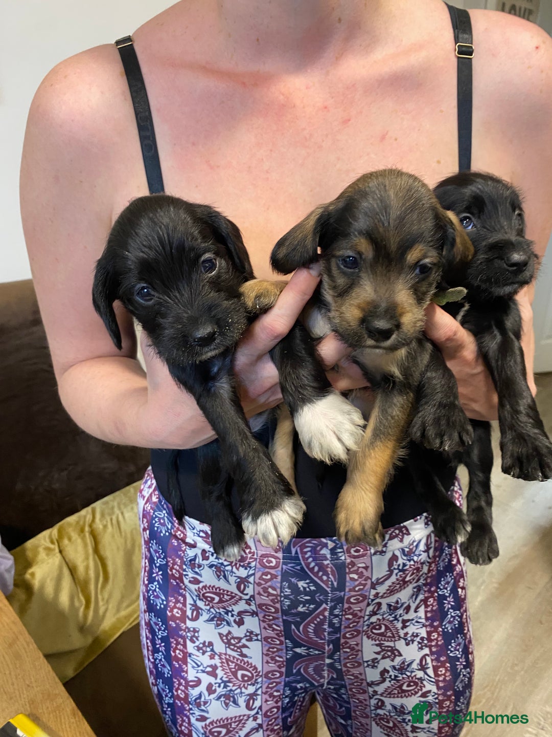 Mixed Breed dogs for sale: Schnauzer mixed breed  - Image 4