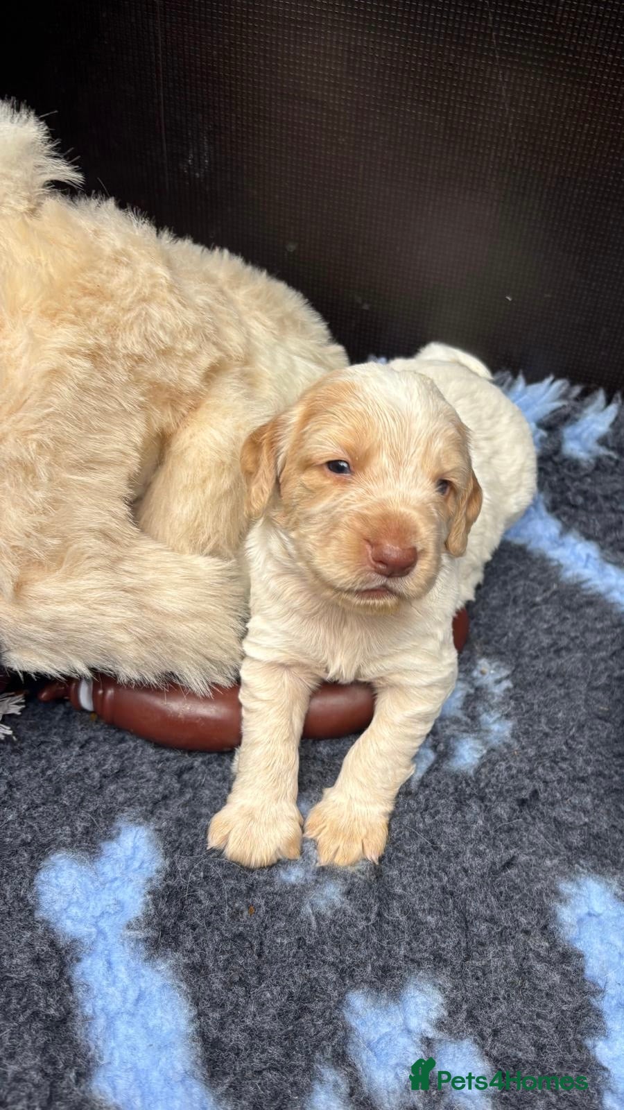 Cocker Spaniel dogs KC Reg Working Cocker Spaniel Puppies FTC breeding - Advert 2