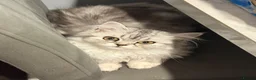 Persian cats for sale: Persian kittens  - Advert 7