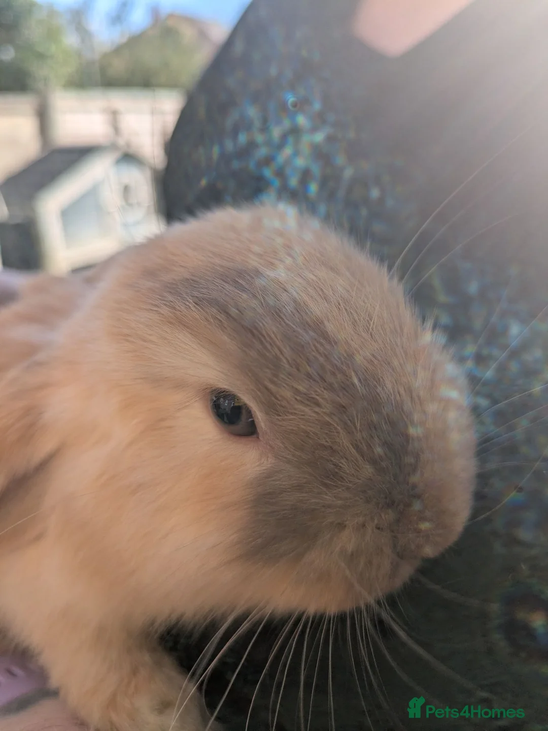 Mini Lop rabbits for sale: Mini lops  - Advert 1