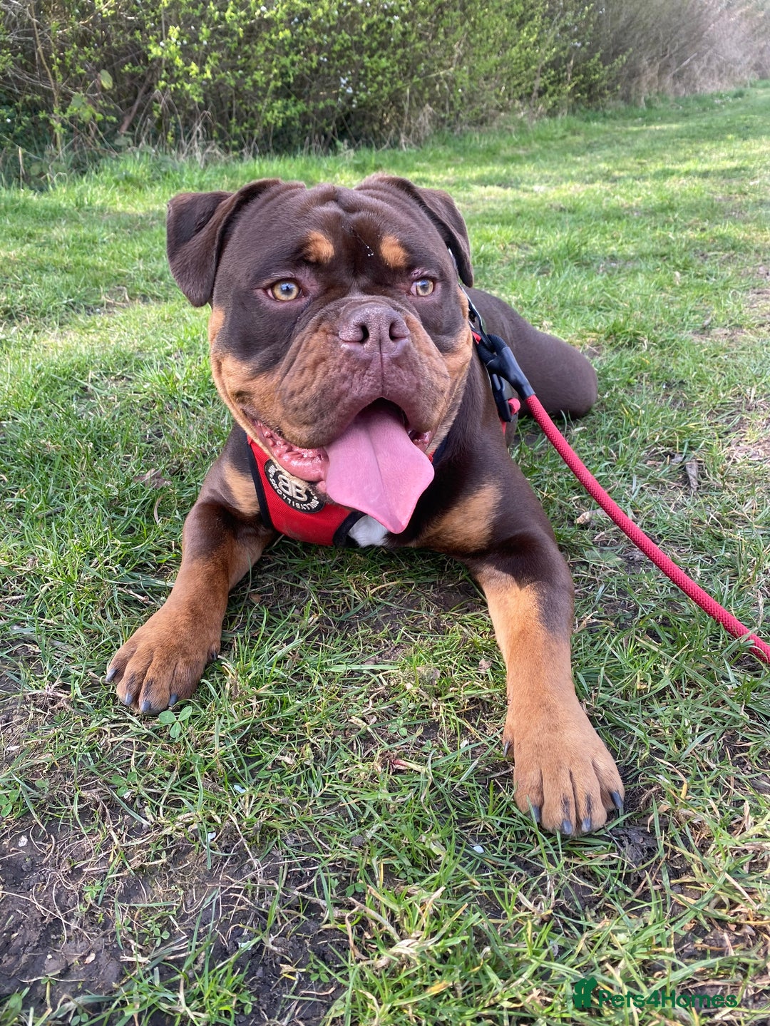 Olde English Bulldogge dogs for sale: Old tyme English bulldog - Image 4