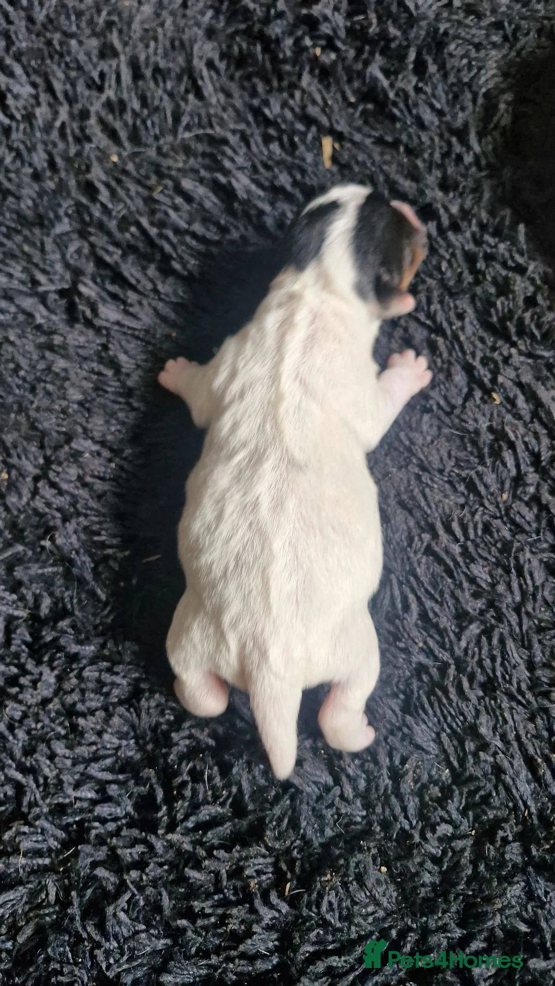 Jack Russell dogs for sale: Jack Russell puppies  - Advert 22