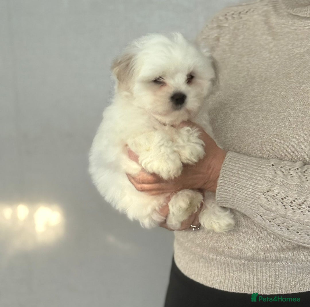 Malshi dogs for sale: Maltese x shihtzu  puppy white with beige ears - Image 1
