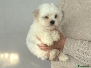 Malshi dogs - Advert 13