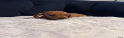 Miniature Dachshund dogs for sale: REDUCED AND READY for their new homes! KC PUPPIES! - Advert 13