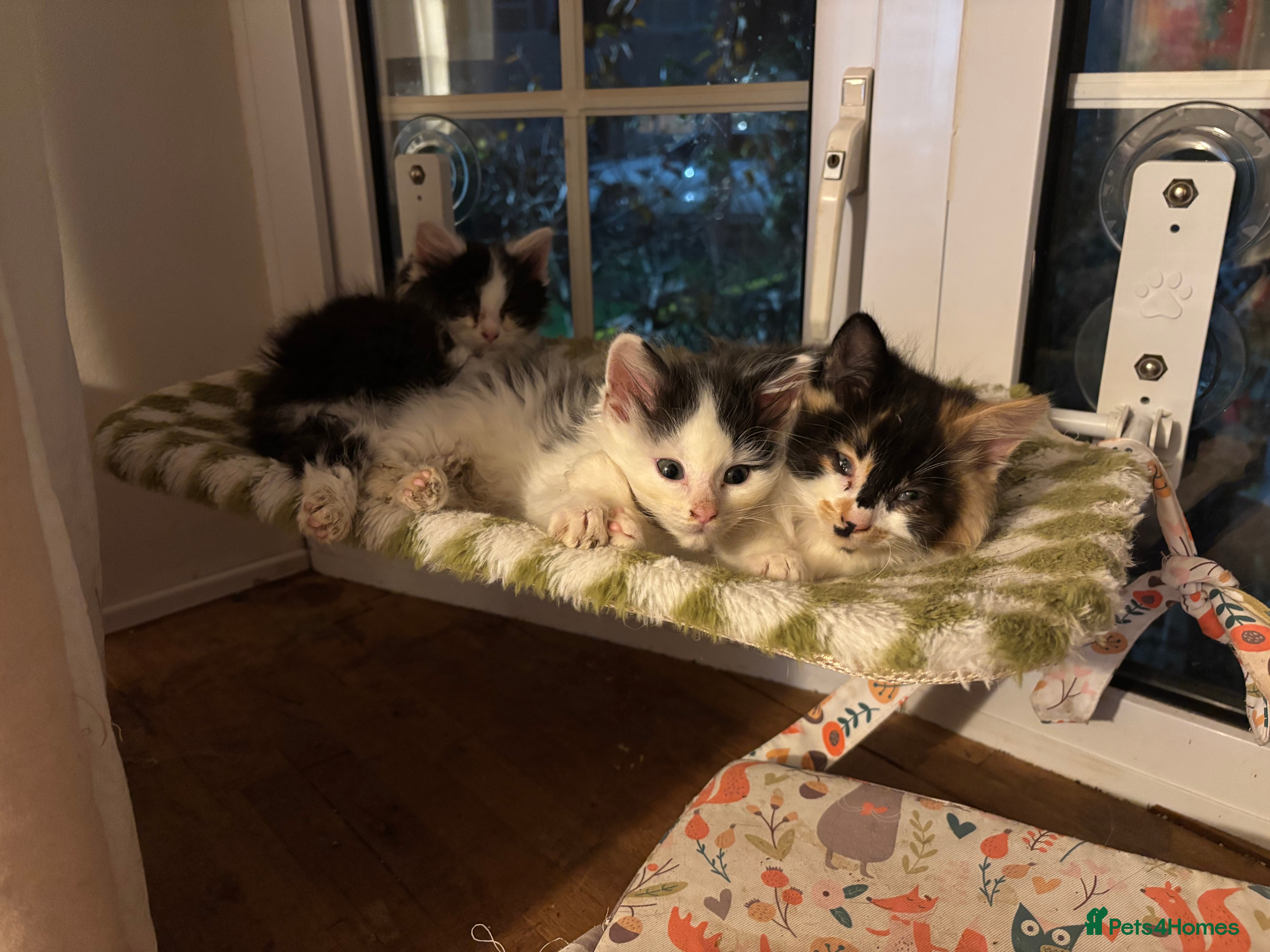 Mixed Breed cats Five semi long haired kittens available now - Advert 6