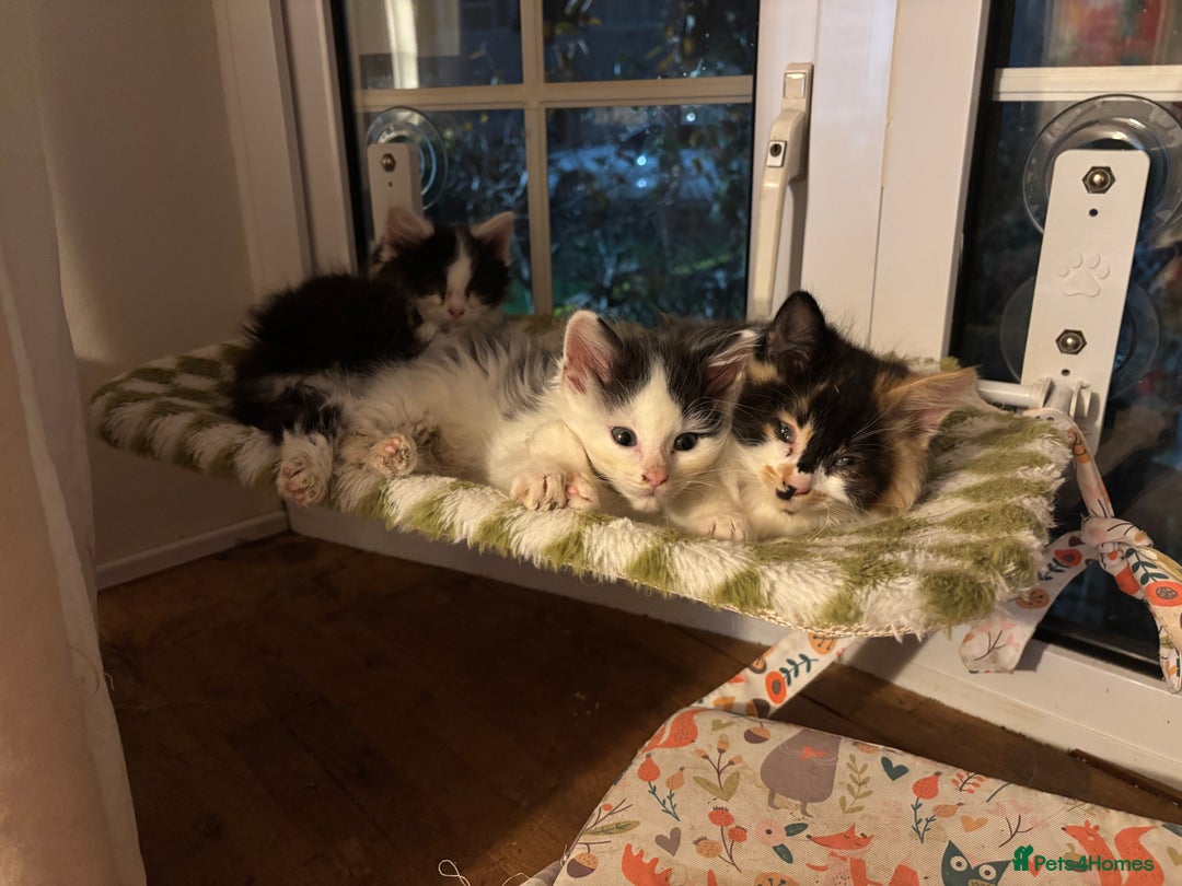 Mixed Breed cats for sale: Five semi long haired kittens available now - Advert 1