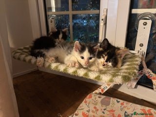 Mixed Breed cats Five semi long haired kittens available now - Advert 6
