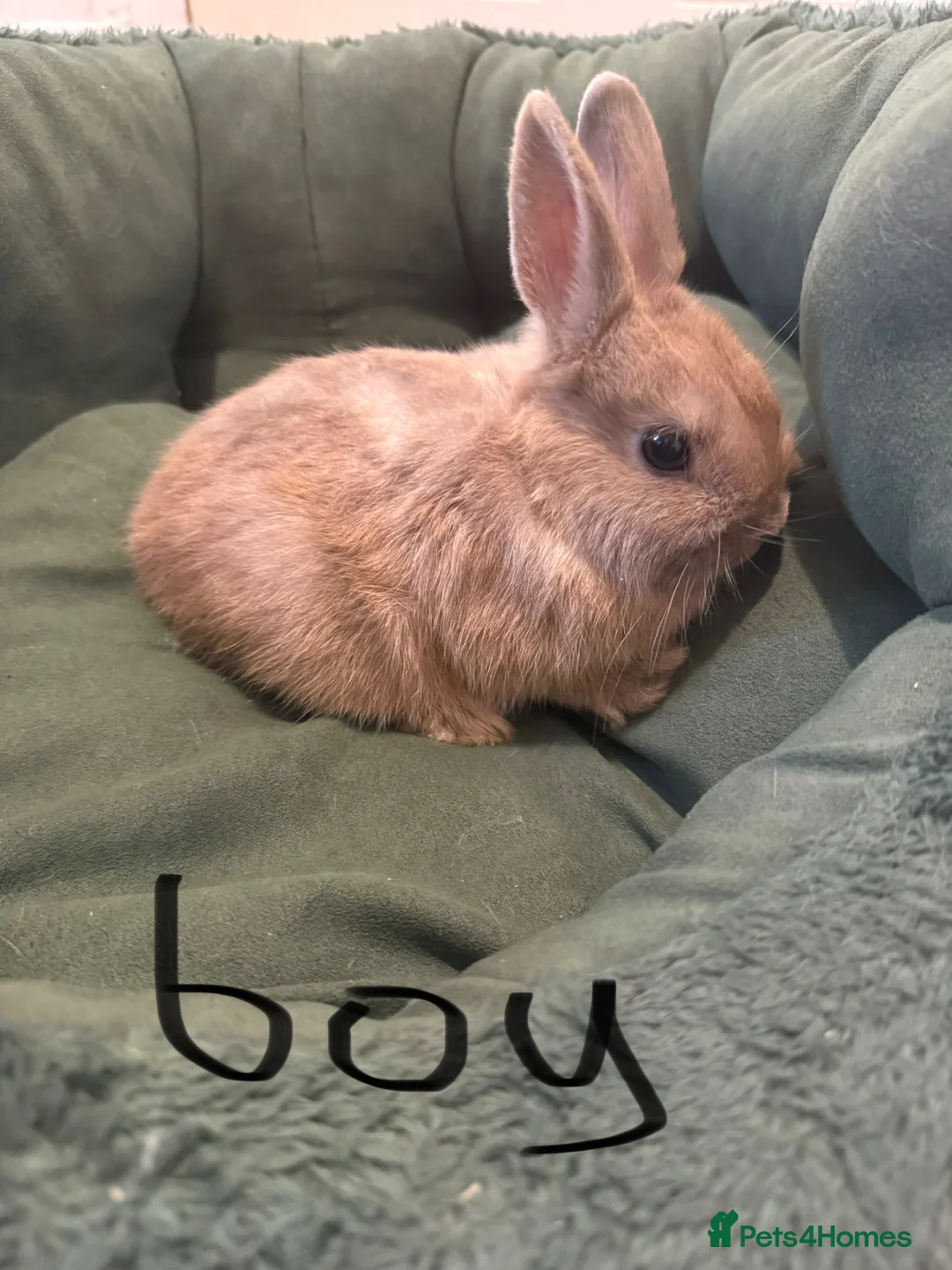 Netherland Dwarf rabbits for sale: Netherland dwarf rabbit  - Advert 4