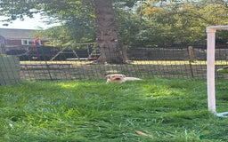 Labrador Retriever dogs for sale: Home bred working Labrador puppies - Image 22