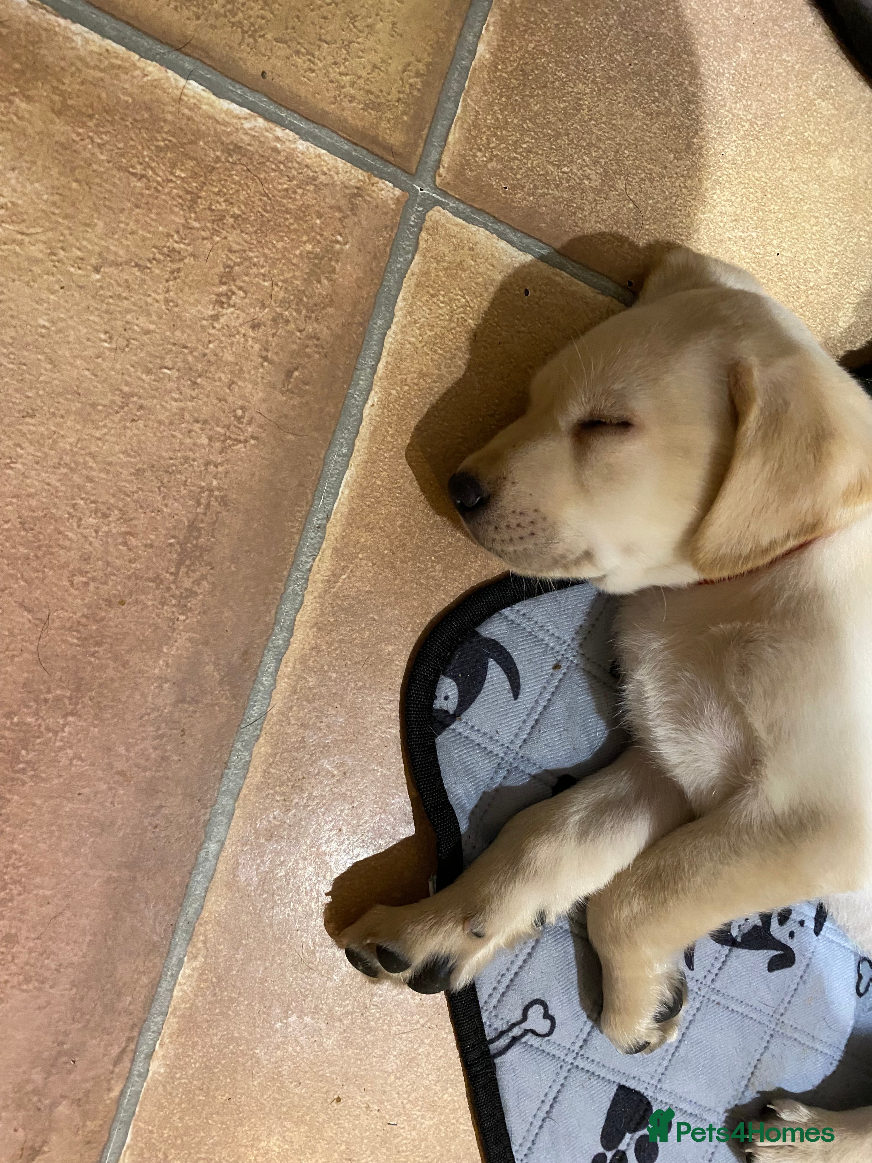 Labrador Retriever dogs KC reg Labrador retriever puppies for sale  - Advert 2