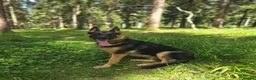 German Shepherd dogs for sale: Beautiful, Clever, German Shepherd  - Advert 3