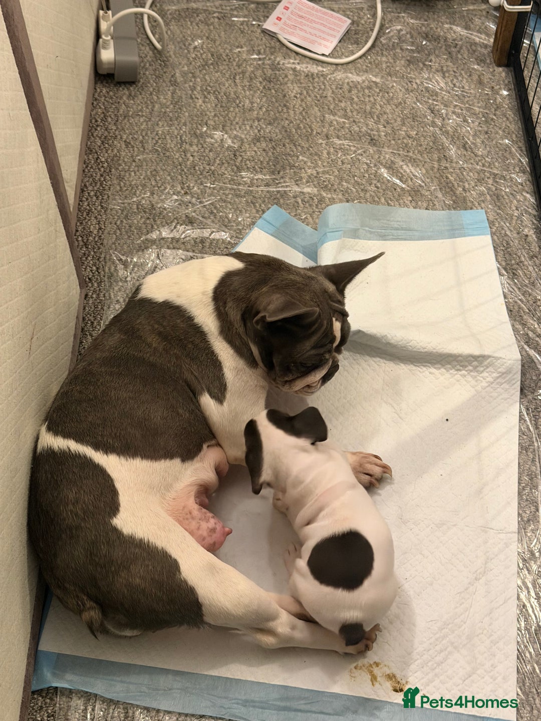 French Bulldog dogs for sale: Puppys  - Advert 10