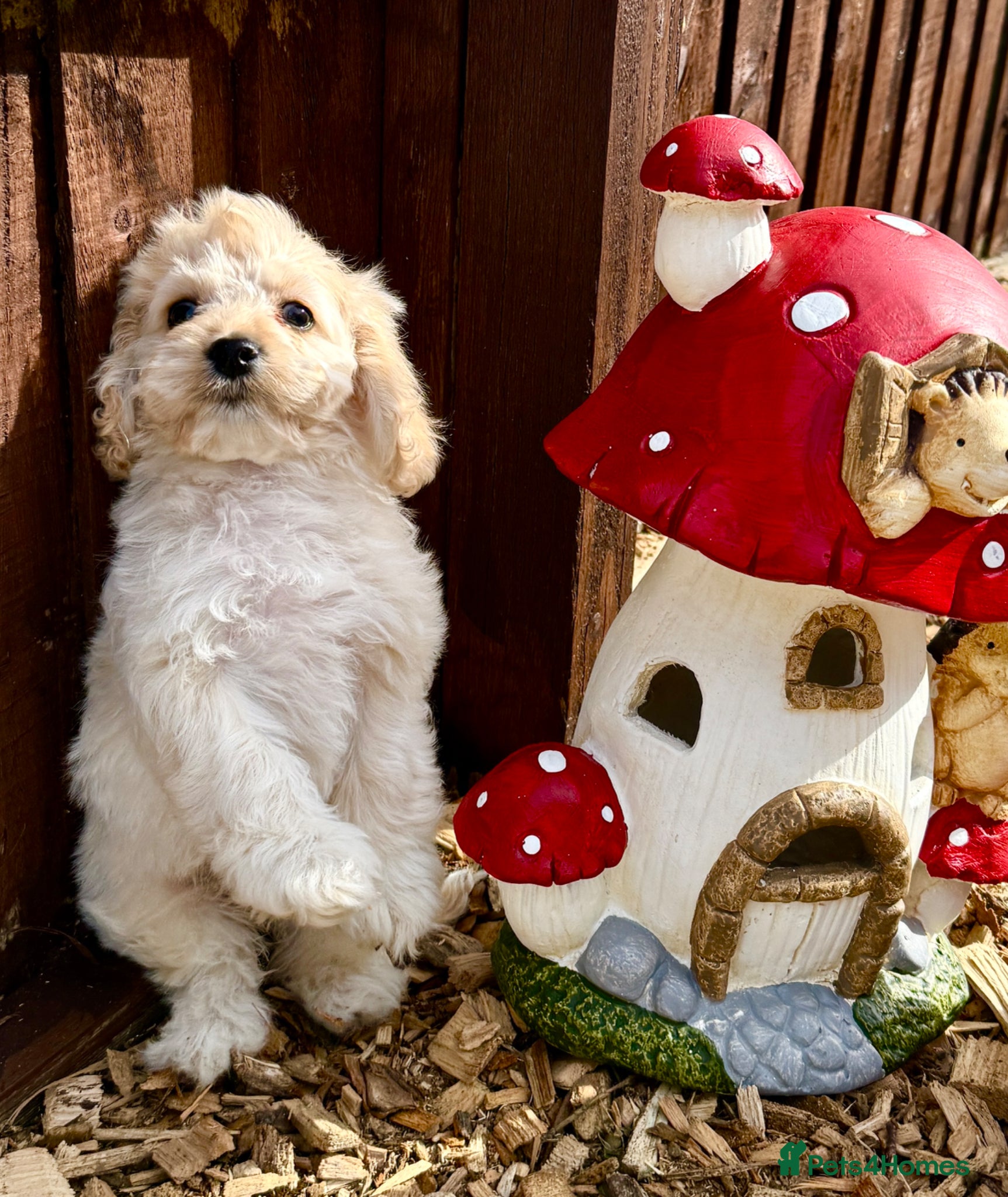 Cockapoo dogs Beautiful friendly cockapoo puppies  - Advert 2