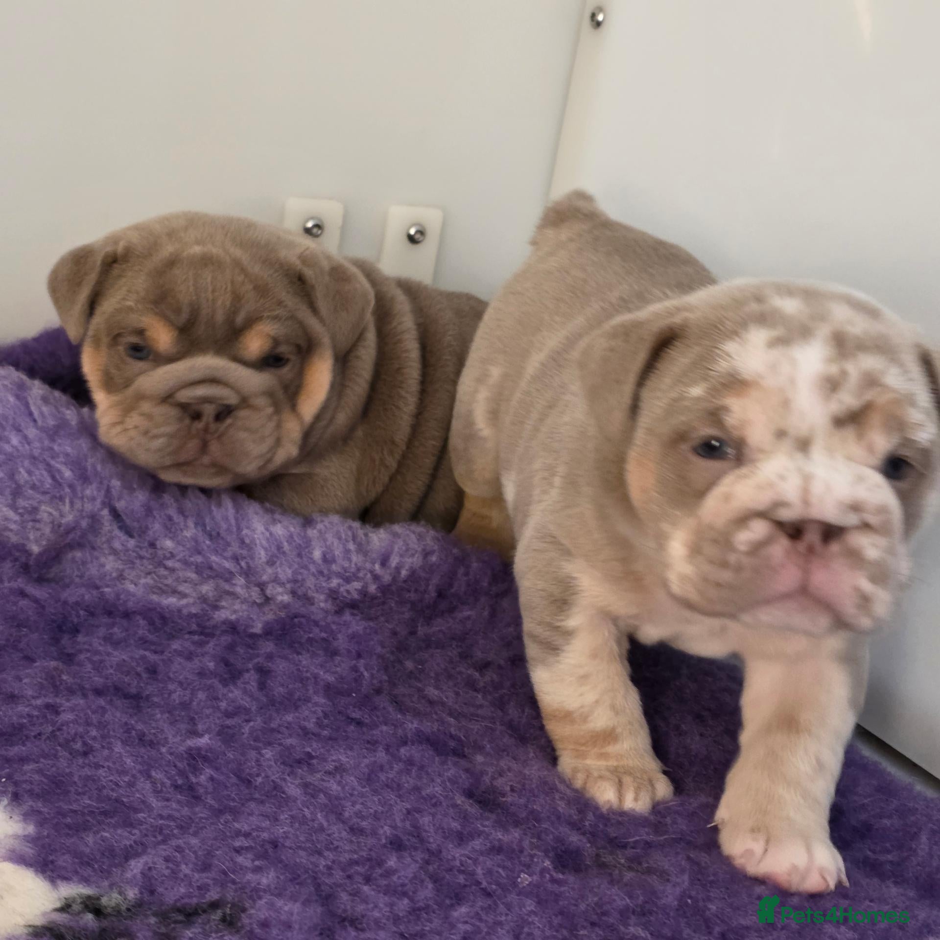 English Bulldog dogs British bulldog pups - Advert 1