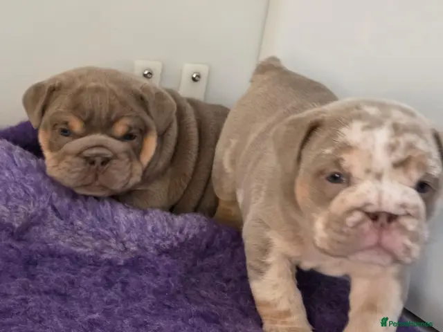 English Bulldog dogs British bulldog pups - Advert 1
