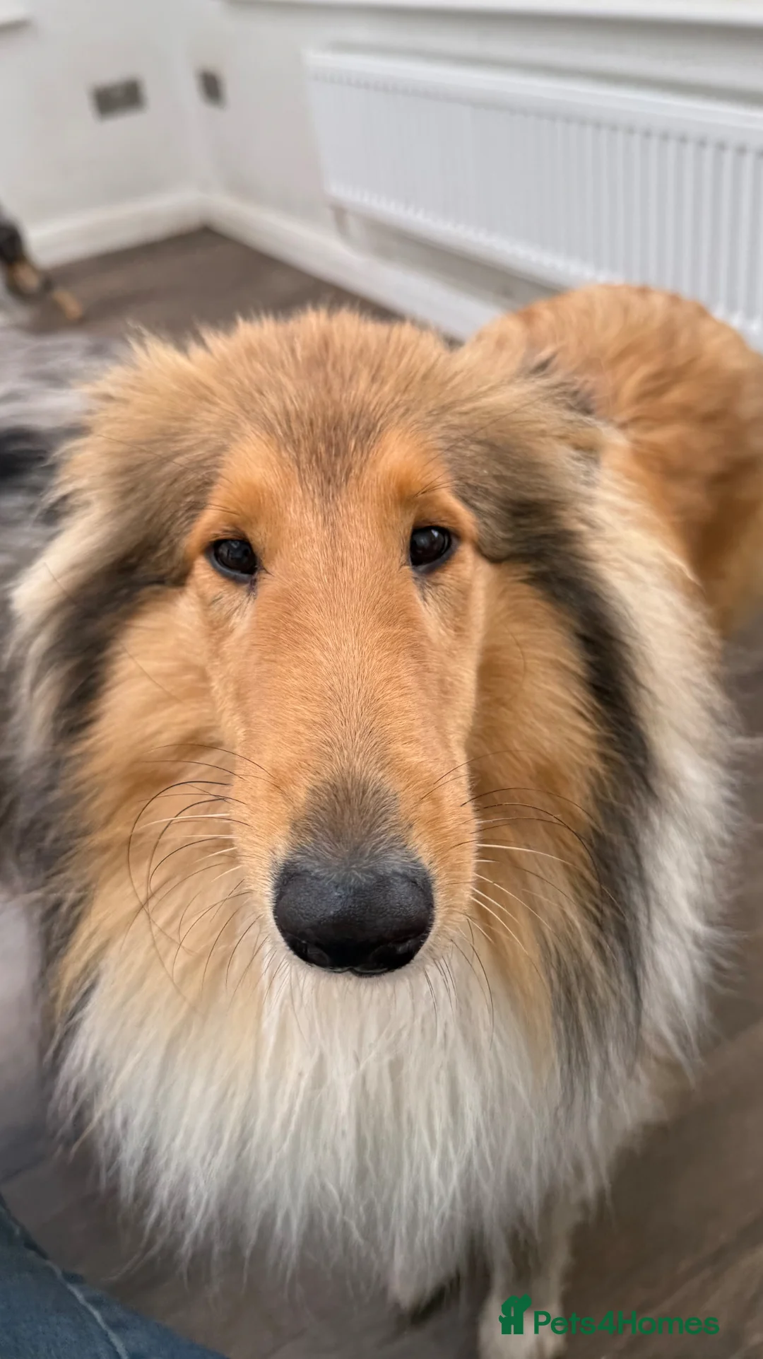 Rough Collie dogs for sale: Sable & White Female Rough Collie Available  - Advert 1