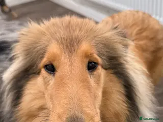 Rough Collie dogs Sable & White Female Rough Collie Available - Advert 2