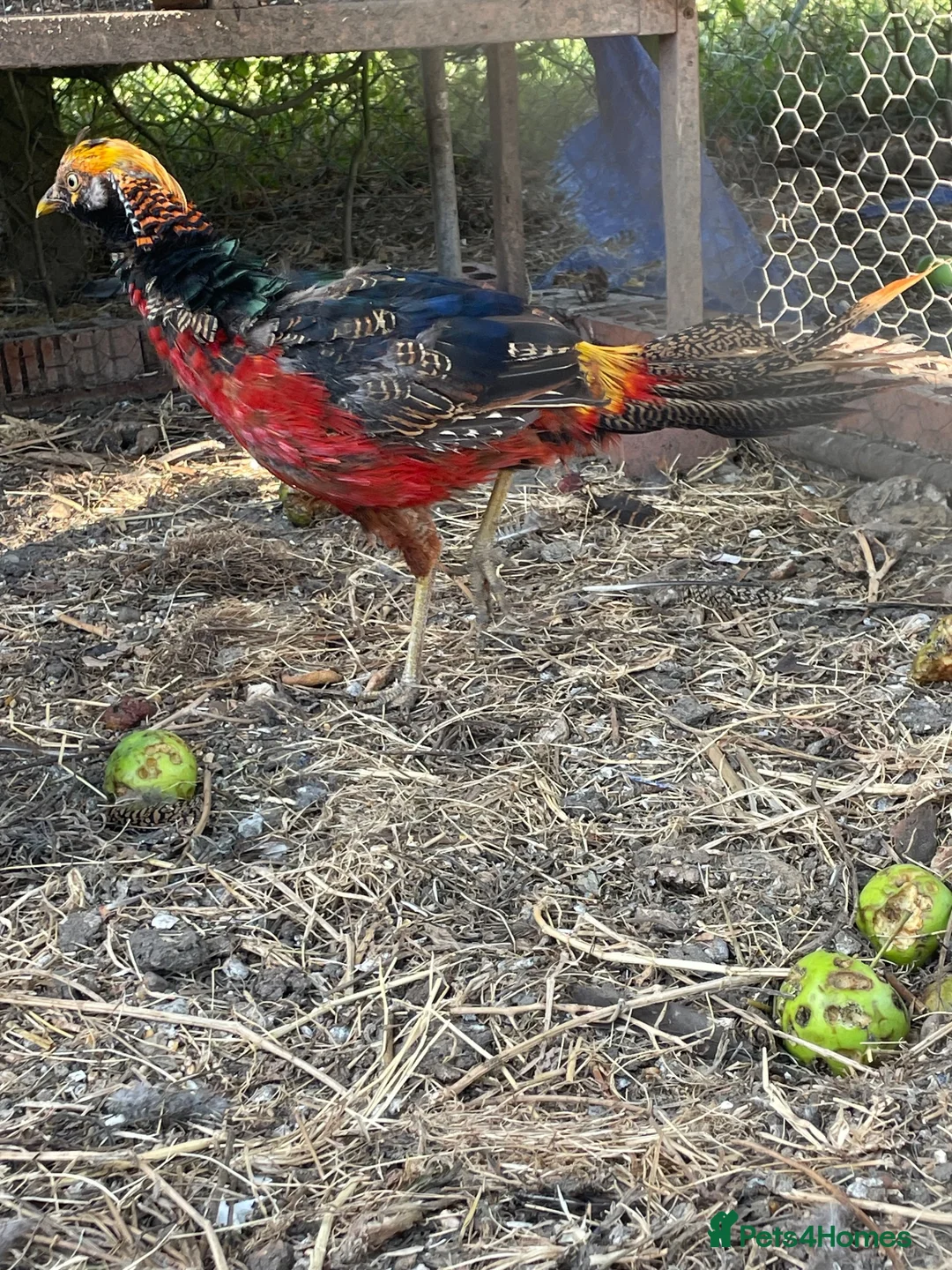 Ducks poultry for sale: Cock golden pheasants  - Advert 2