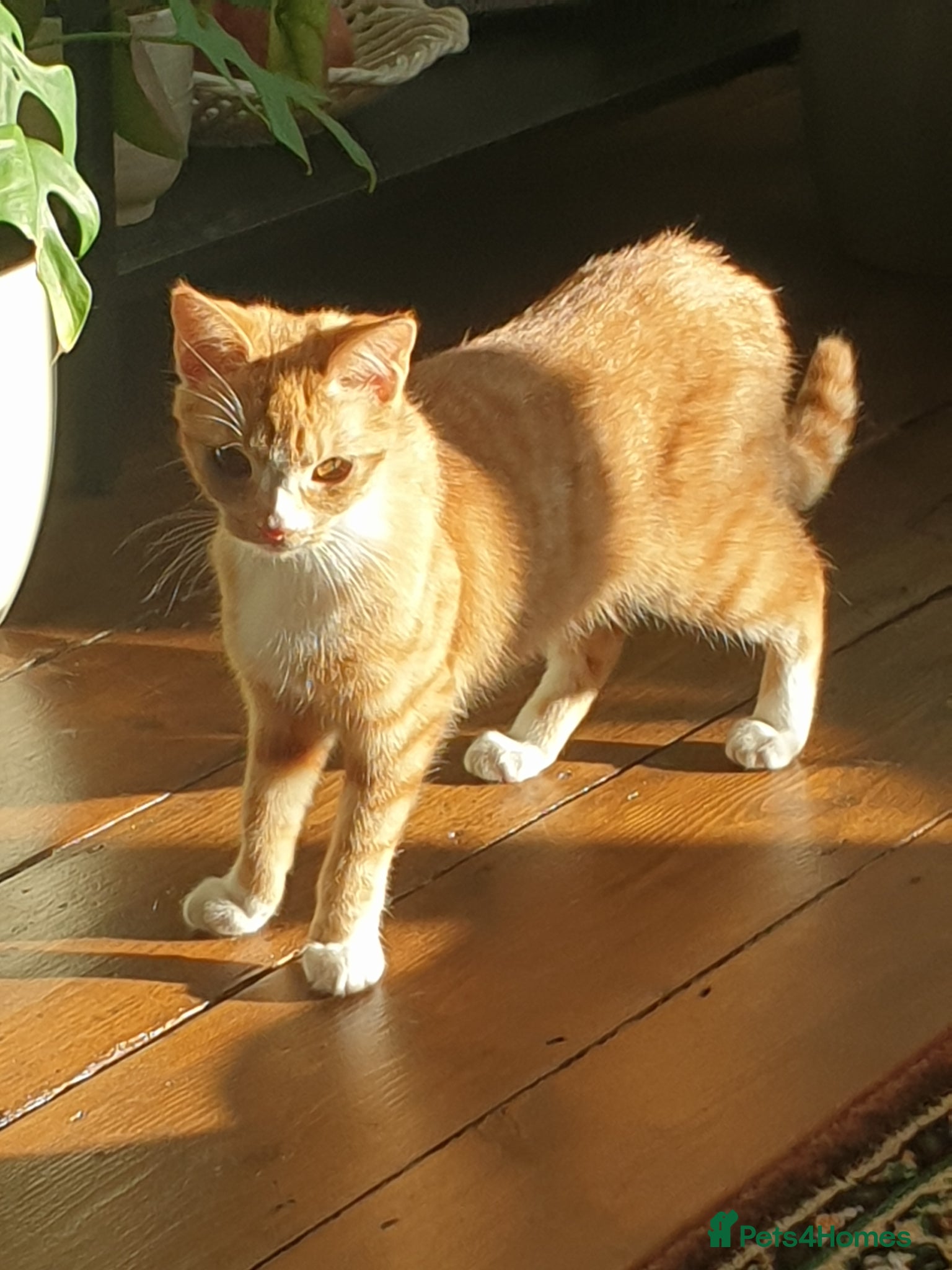 Mixed Breed cats Ginger 5month female needs to be SOLO CAT AT HOME - Advert 3