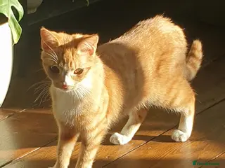 Mixed Breed cats Ginger 5month female needs to be SOLO CAT AT HOME - Advert 3