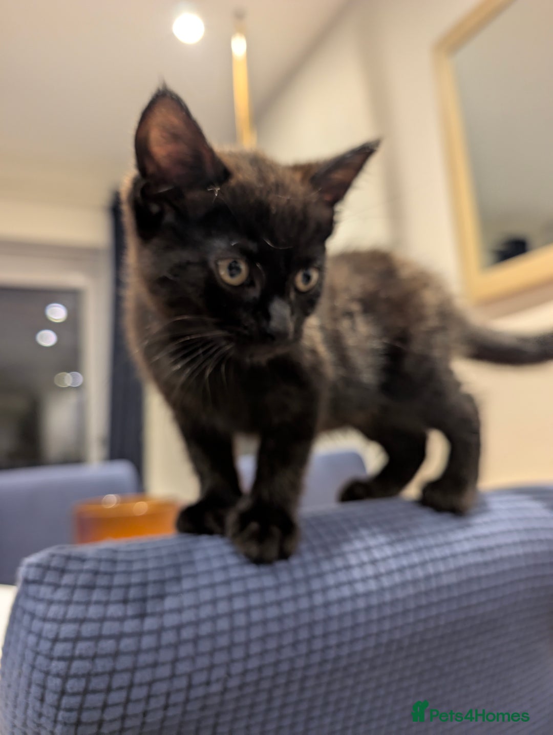 British Shorthair cats for sale: 2 Female Domestic Shorthair Kittens  - Image 8