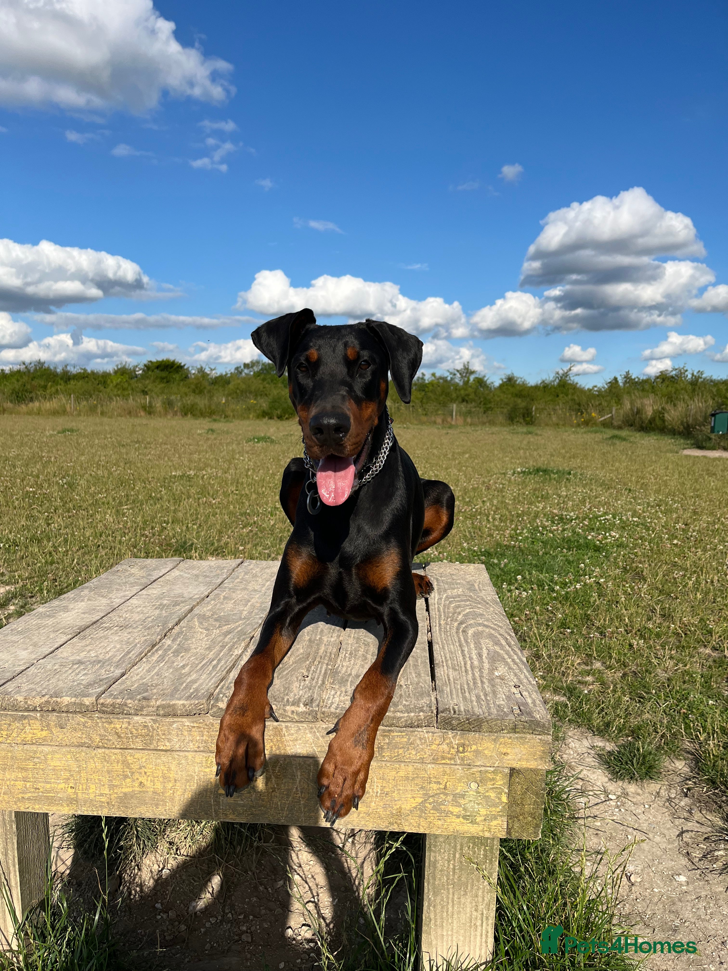 Dobermann dogs Beautiful Playful Girl - Advert 2