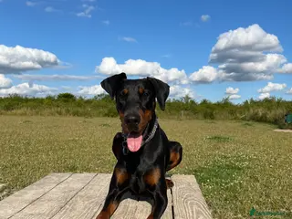 Dobermann dogs Beautiful Playful Girl - Advert 2