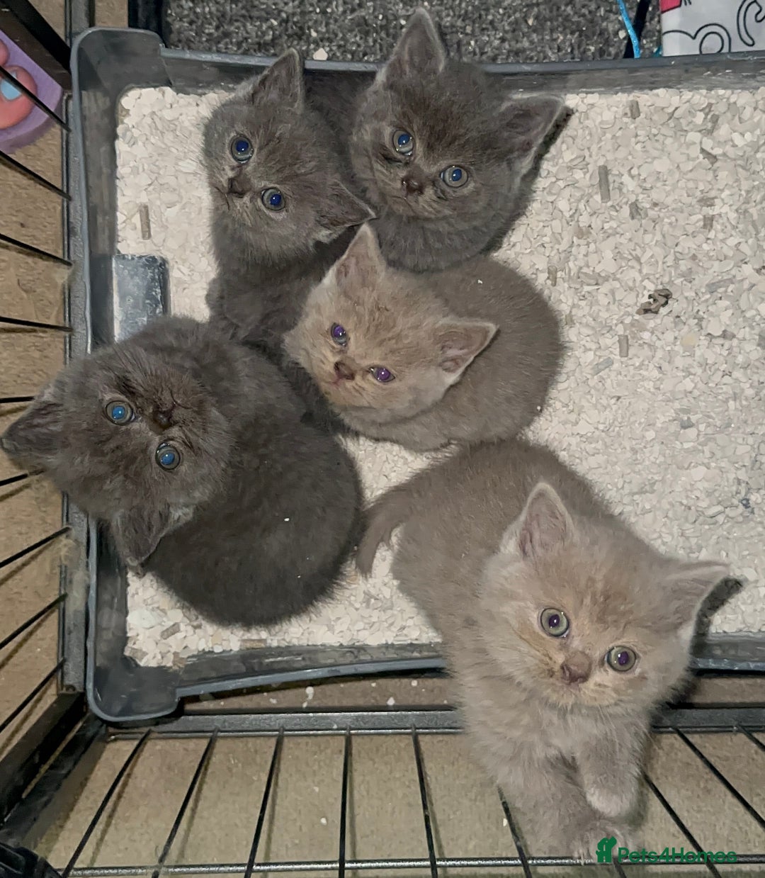 British Shorthair cats for stud: British short hair STUD duties only  in Hull - Advert 21