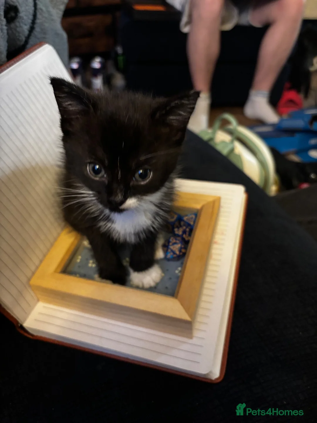 Mixed Breed cats for sale: 2 Male Kittens - Advert 2