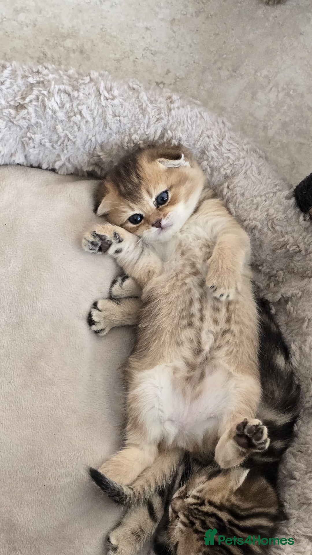 Scottish Fold cats for sale: British shorthair and Scottish fold - Image 22