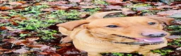 Borador dogs for sale: Fox red Borador puppies  - Advert 26