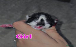 Savannah cats for sale: 🐾Savannah X Domestic Shorthair Cubs - Image 6