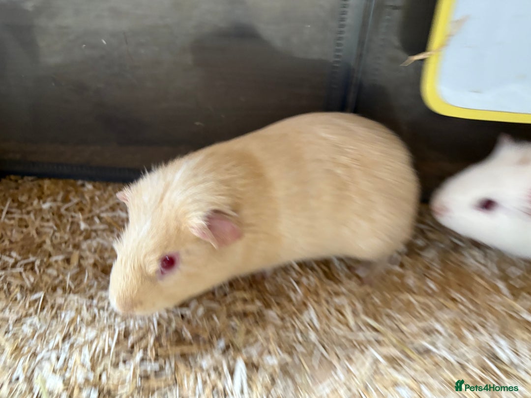 Guinea Pig rodents for sale: Beautiful bonded brothers  - Image 2