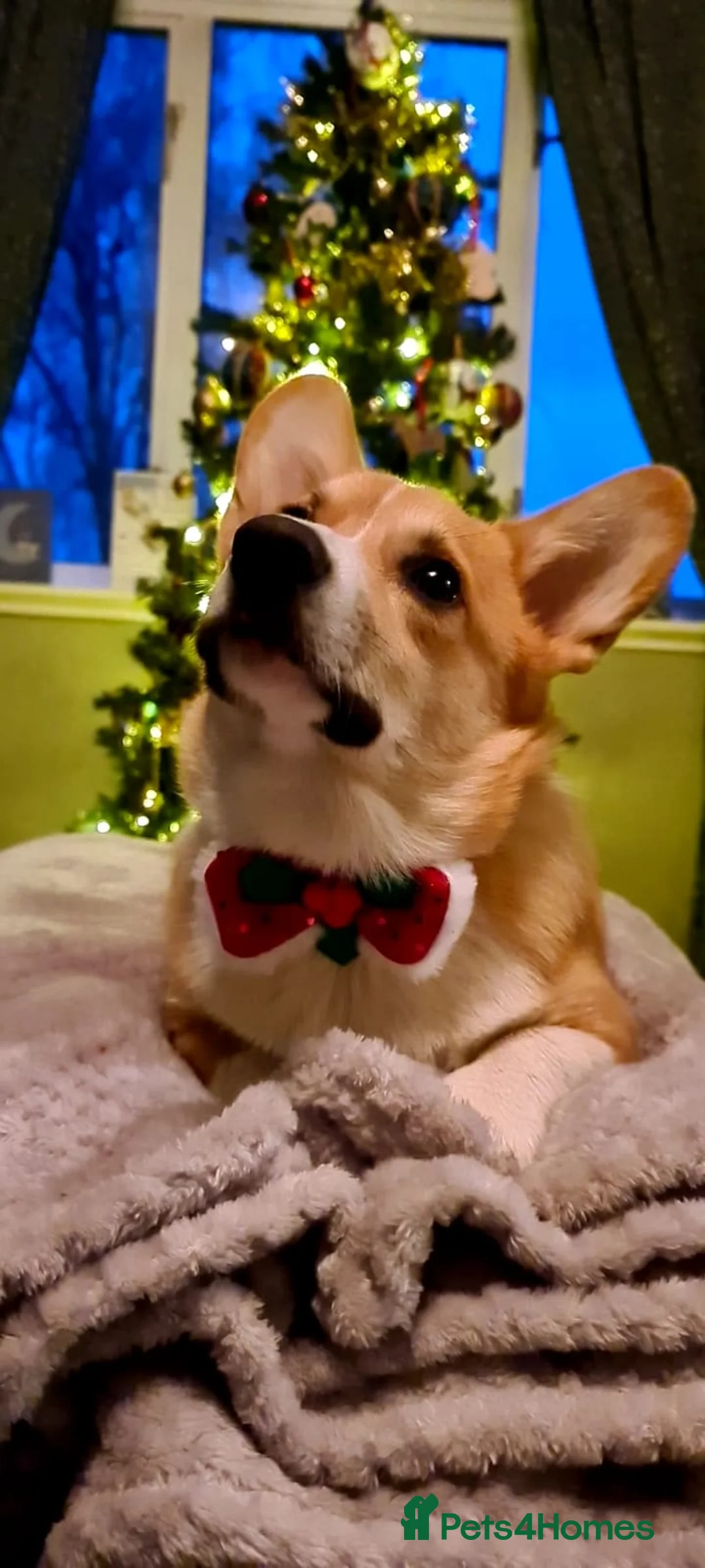 Welsh Corgi Pembroke dogs for sale: Champion bloodlines on both sides, great with kids - Advert 20