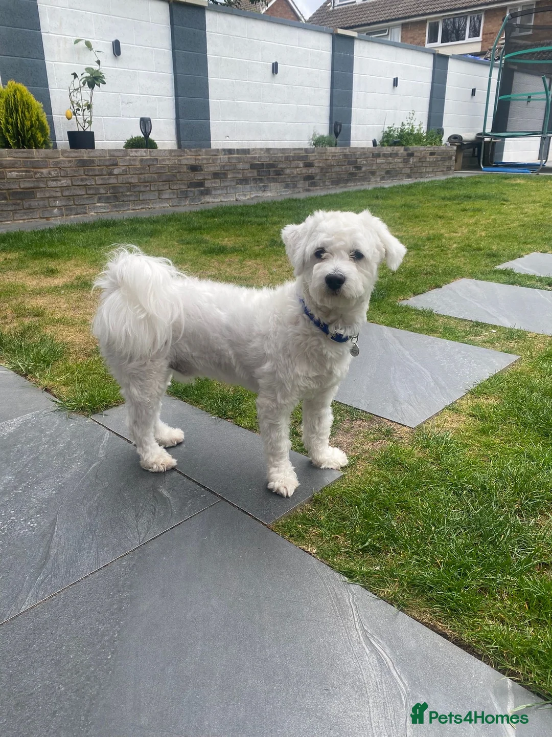 Bichon Frise dogs for sale: Bichon  in Harlow - Advert 1