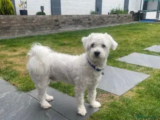 Bichon Frise dogs Bichon - Advert 14