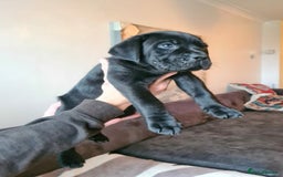 Cane Corso dogs for sale: WORLD CLASS CANE CORSO PUPPIES! 2 Males 4 Females. - Advert 20