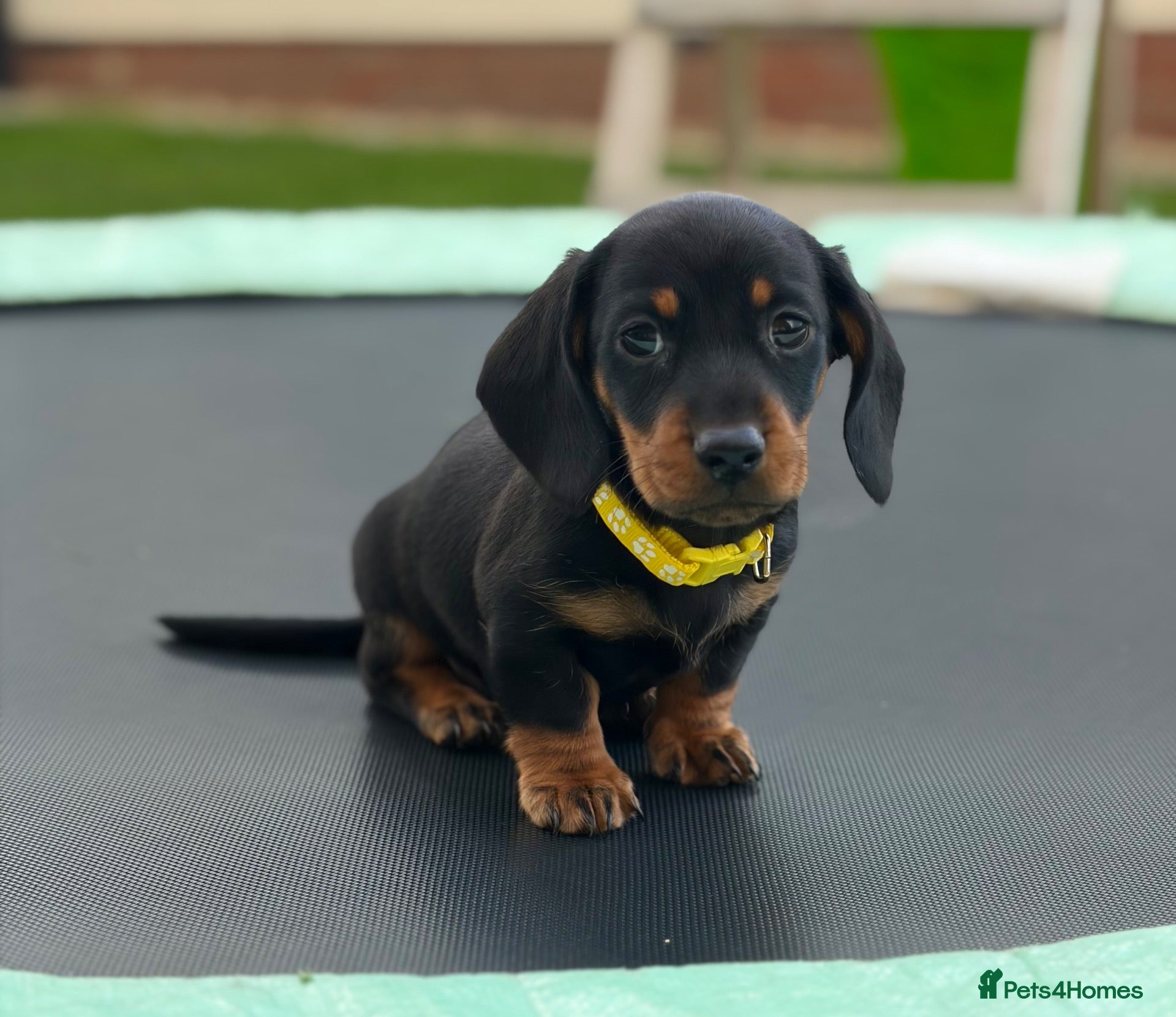 Miniature Dachshund dogs 3 stunning mini dachshunds for sale❤️🏡🥰 - Advert 1