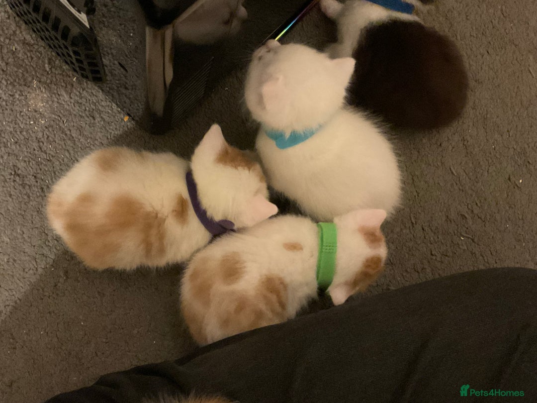 Domestic Shorthair cats for sale: Domestic Shorthairs - 6 Left - Advert 3