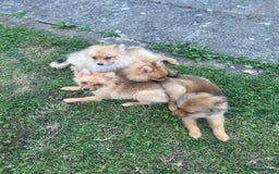 German Spitz dogs for sale: 4x Beautiful German Spitz Pomeranian Puppies  - Image 38