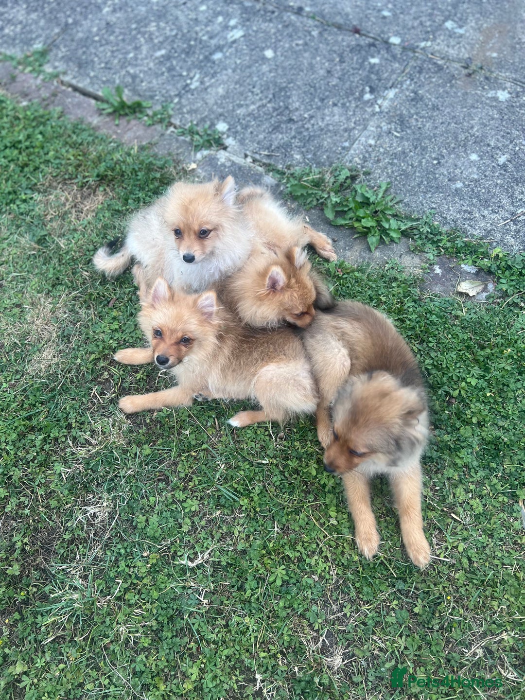 German Spitz dogs for sale: 4x Beautiful German Spitz Pomeranian Puppies  - Image 38