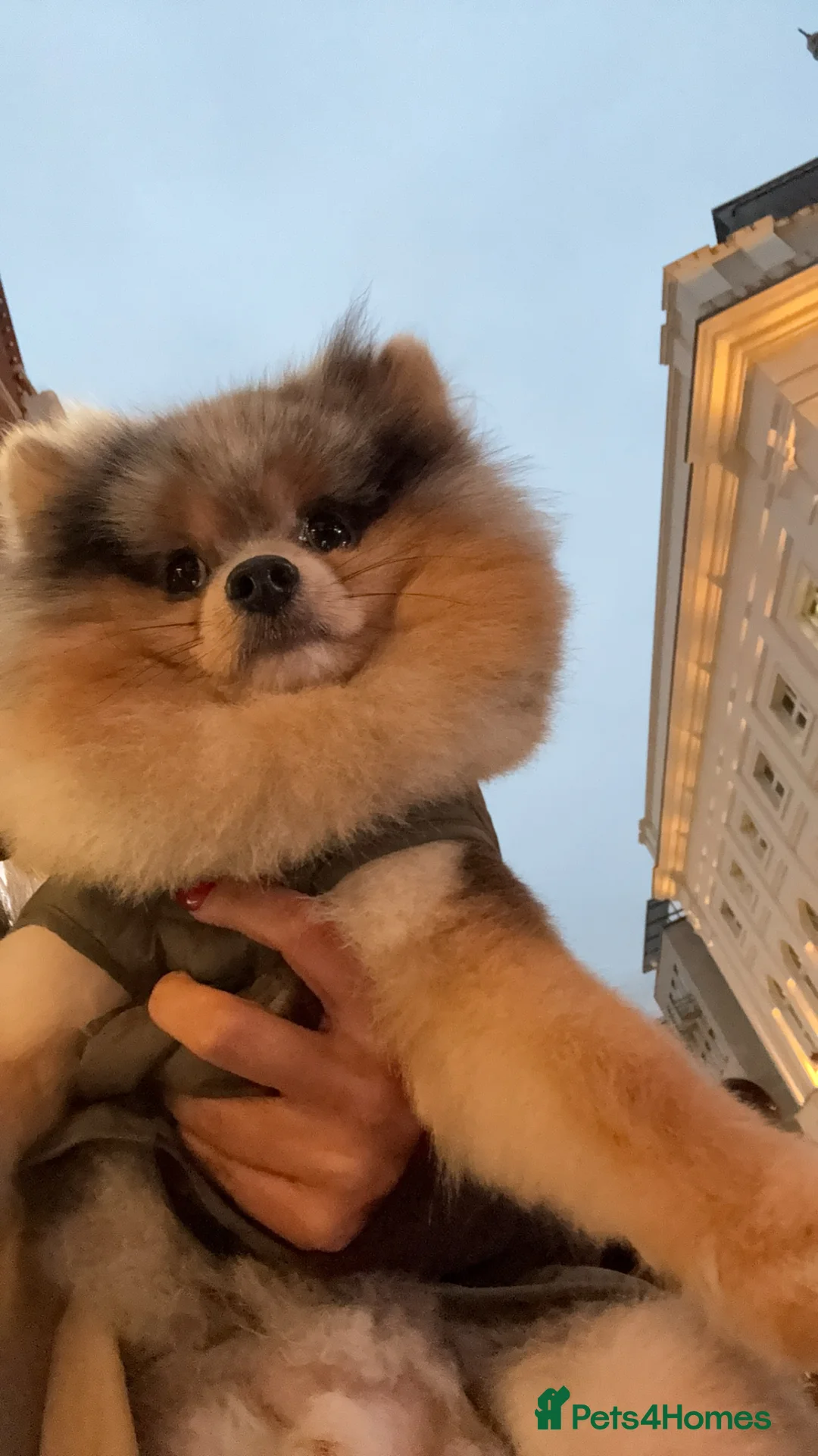 Pomeranian dogs for stud: Rare Blue & Tan Merle Pomeranian Stud – London  - Advert 27