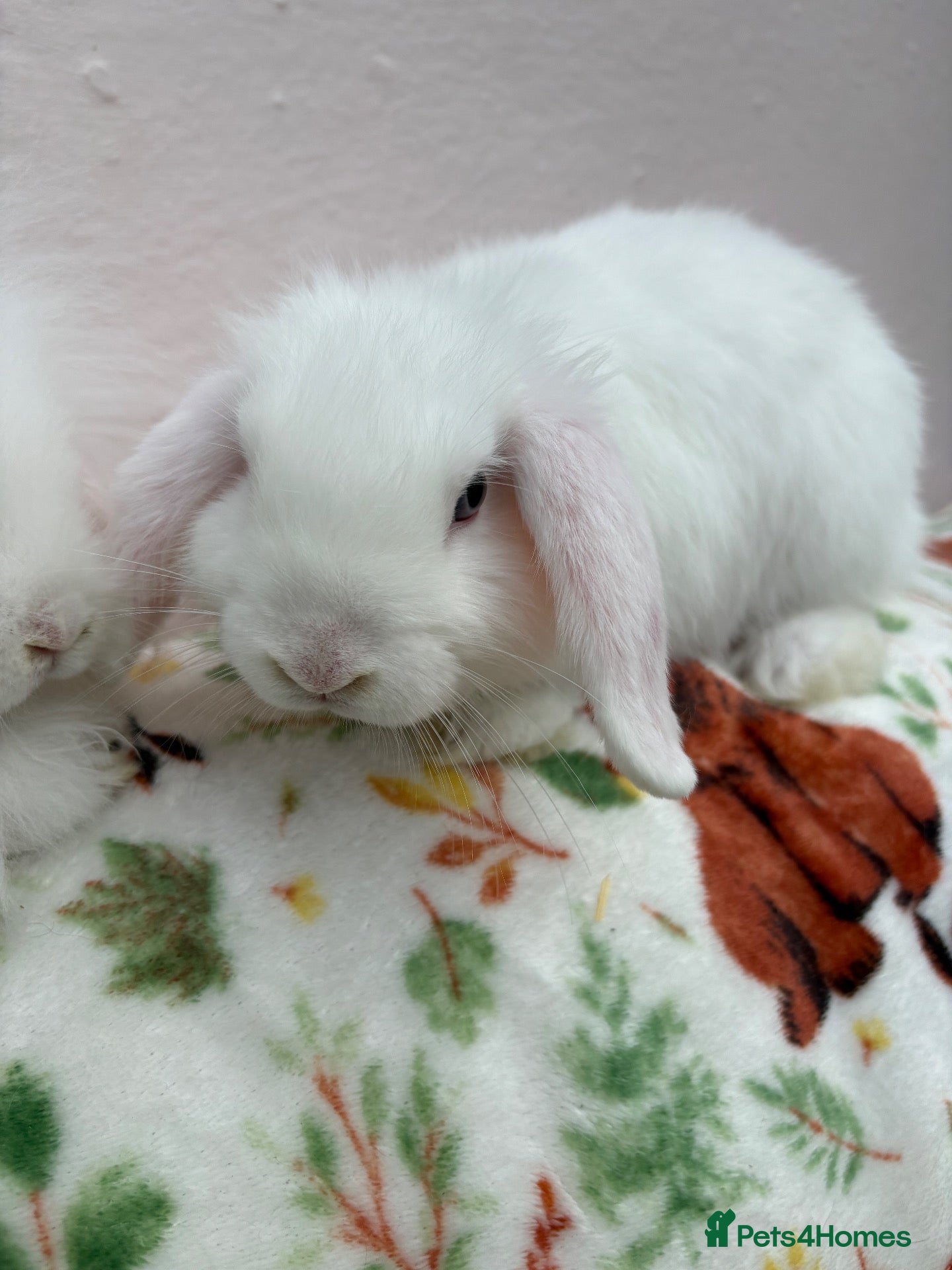 Mini Lop rabbits Mini lops-vaccinated-raised indoors  - Advert 2