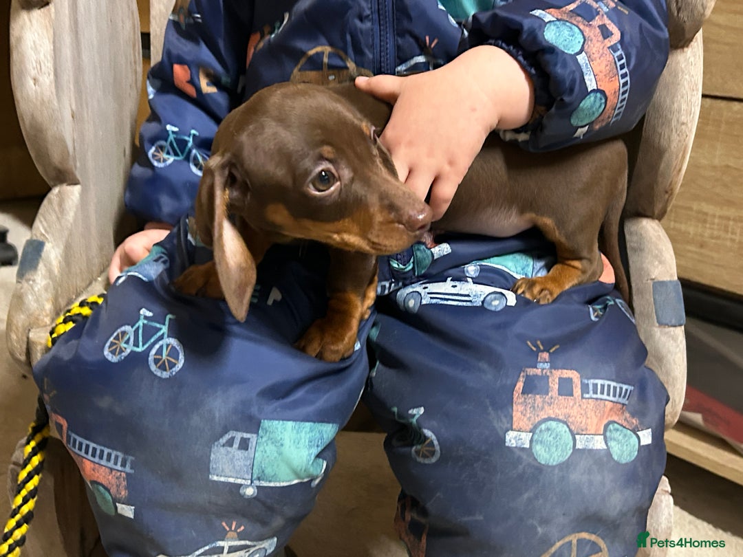 Miniature Dachshund dogs for sale: Miniature dachshunds * 3 boys left - Advert 20