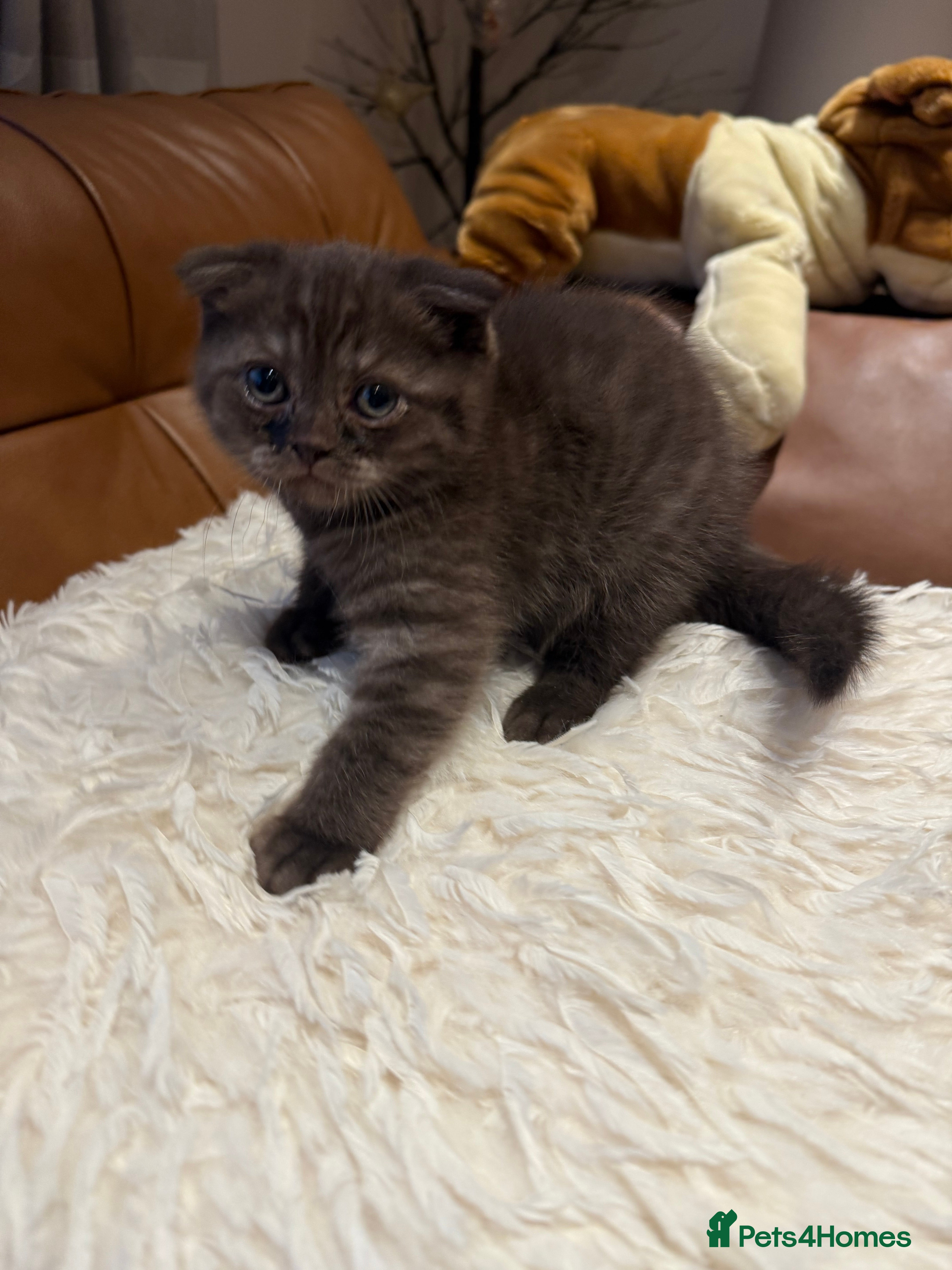 Scottish Fold cats Stunning BSH X Fold choc Boy  - Advert 15