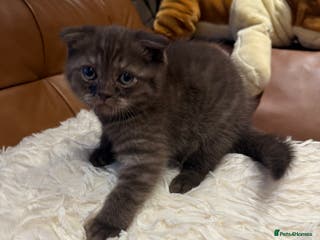 Scottish Fold cats Stunning BSH X Fold choc Boy - Advert 15