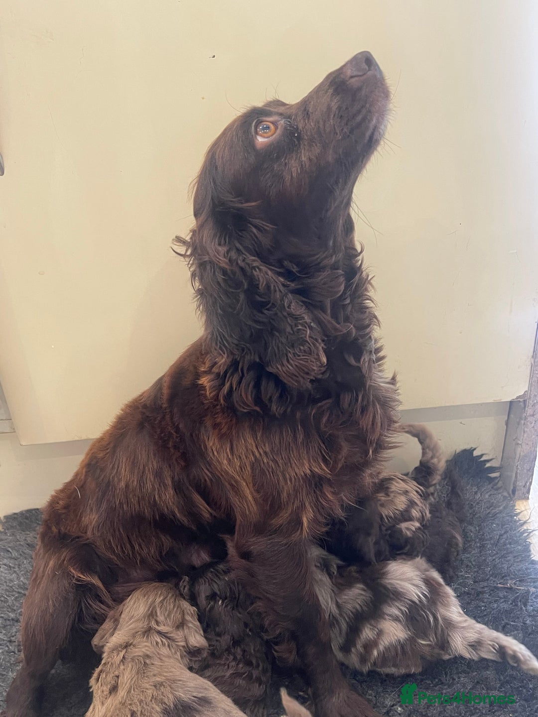 Cockapoo dogs for sale: Beautiful chocolate and Merle Cockerpoo puppies! - Image 6