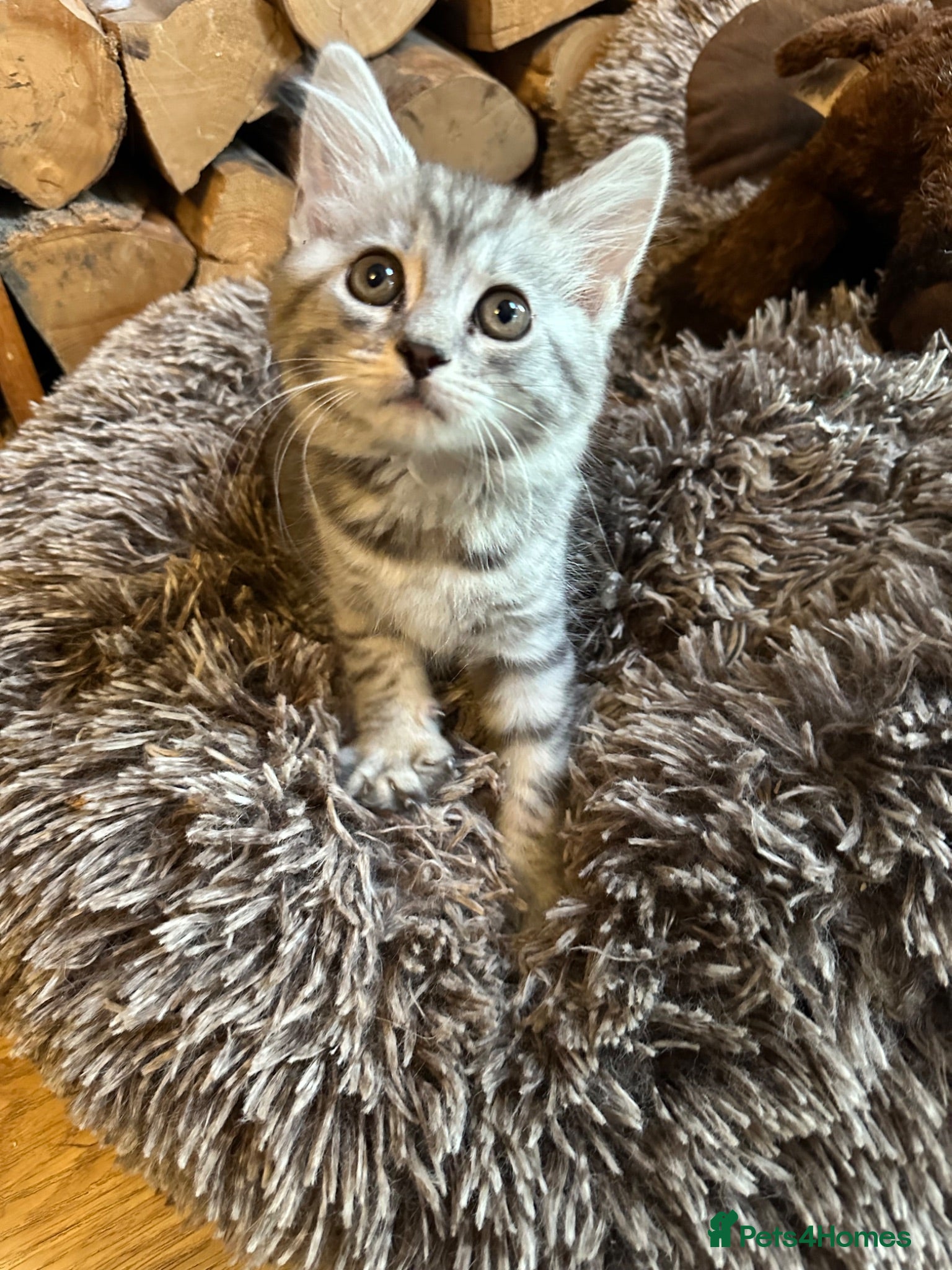 Mixed Breed cats Stunning kittens ready now (rare colours) - Advert 1