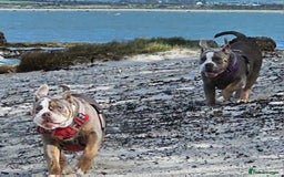 Mixed Breed dogs for sale: The tale of 2 sisters - Image 18